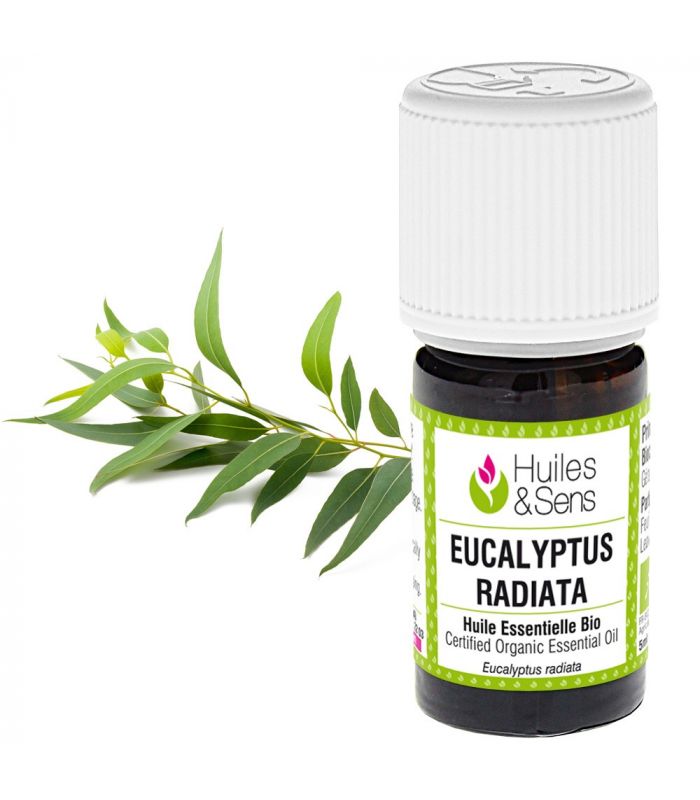 Huile essentielle d'Eucalyptus radiata ou radié : bienfaits et