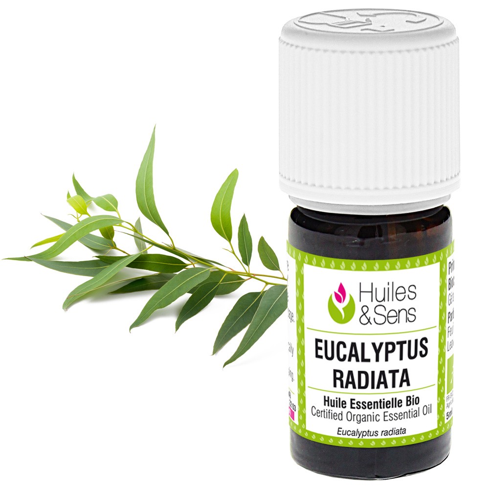 Huile Essentielle d'eucalyptus radiata bio - Huiles et Sens