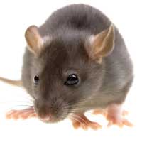 Répulsif souris efficace, dépenser en huiles essentielles contre les souris  ?