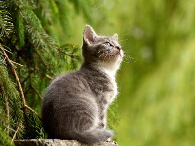 Essential oils for cats