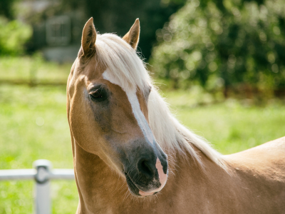 Essential oils for horses