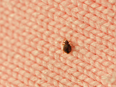 How to get rid of bedbugs naturally?