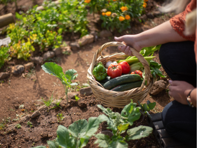 Essential oils and gardening