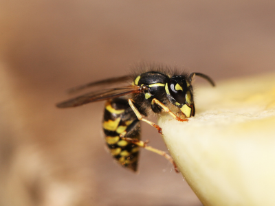 How to keep wasps away?