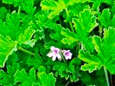 Which Geranium essential oil should I choose?