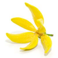 Quelle huile essentielle d'ylang ylang choisir ?
