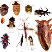 Huiles essentielles et insectes